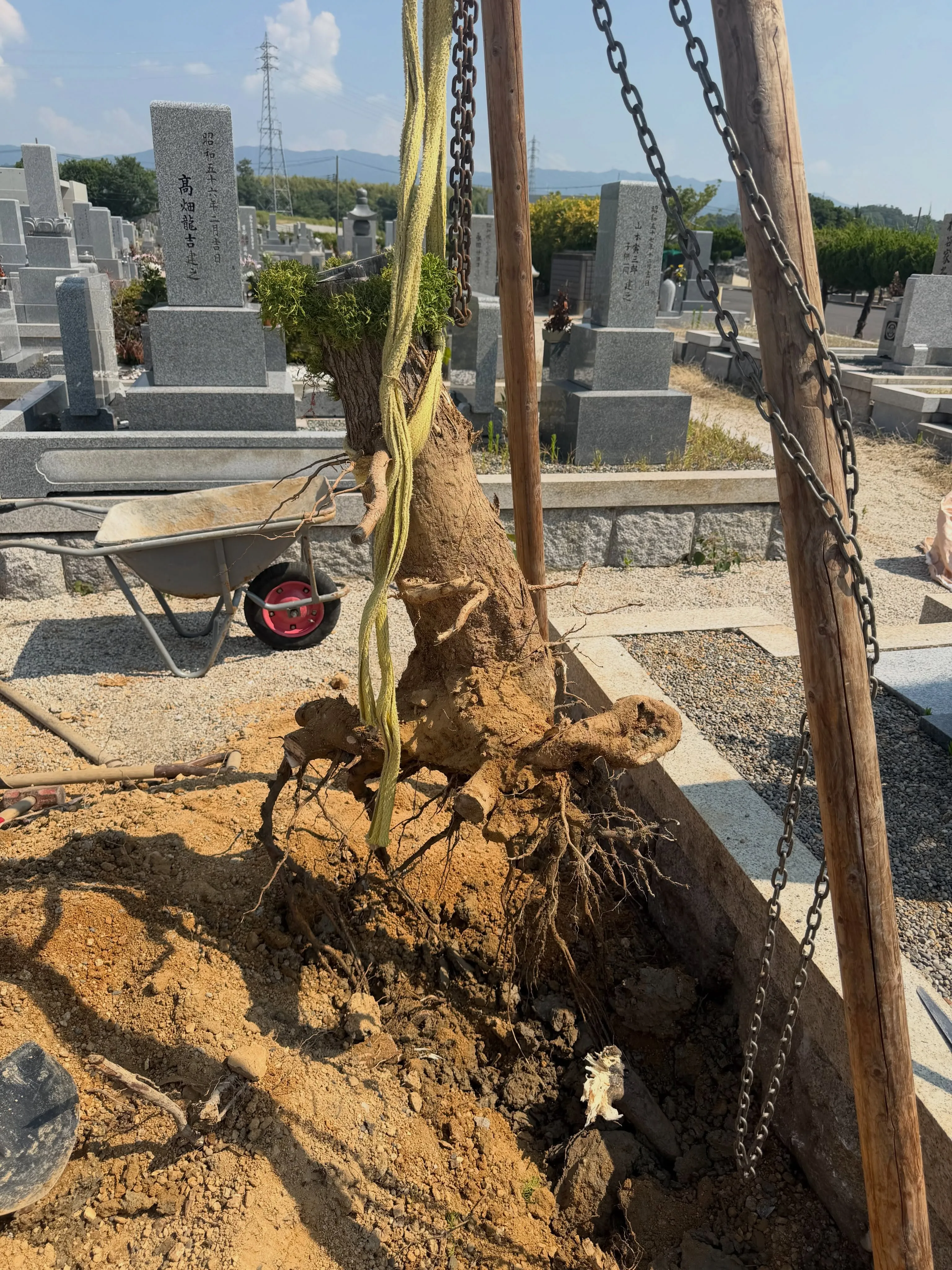 お墓の撤去（お墓じまい）のご依頼を賜り、植木の処分も‥とお受...